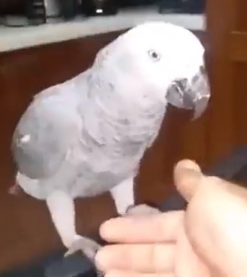 飼い主「このエサとれるかな？？？ｗｗｗ」鳥「簡単だしｗｗｗｗｗｗｗｗ」