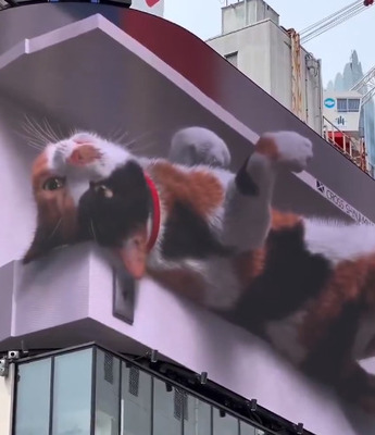 【海外の反応】新宿にいる巨大な三毛猫がカワイすぎるよ