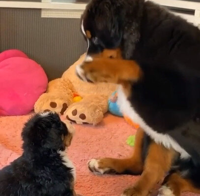 母犬「大丈夫かな（ﾅﾃﾞﾅﾃﾞ）」子犬「ｷｬﾝｷｬﾝ♪」