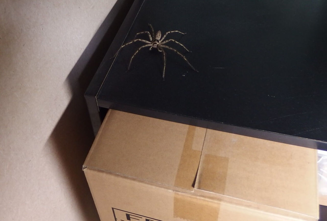 さっき部屋で見かけたタランチュラみたいなデカいクモ ザ ミステリー体験 さっき部屋で見かけたタランチュラみたいなデカいクモ ザ ミステリー体験