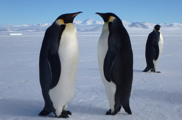 【海外の反応】日本の水族館で異変が起きてる