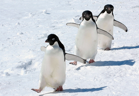 【復刻】世界中が絶賛「ペンギン可愛い！」