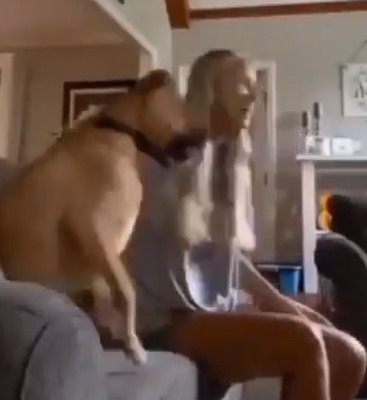 ホラー映画を見ているワンコ、マジでビビってるｗｗｗｗｗｗｗｗ