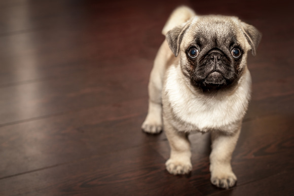 ほっこりしたい人におすすめ「自分をヒツジだと思ってる子犬」