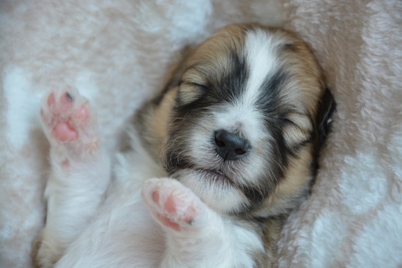 子犬を飼い始めて２ヶ月経った感想ｗｗｗｗｗｗｗ