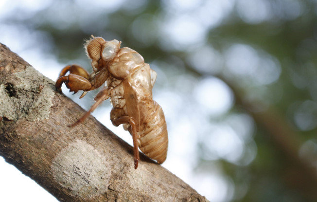セミという生きる目的が謎の生き物