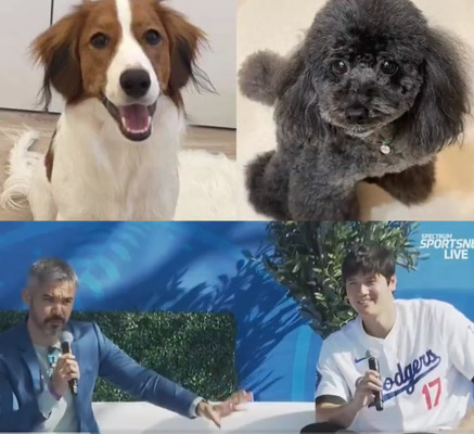 大谷翔平の愛犬デコピンと佐々木朗希の愛犬ラムの関係