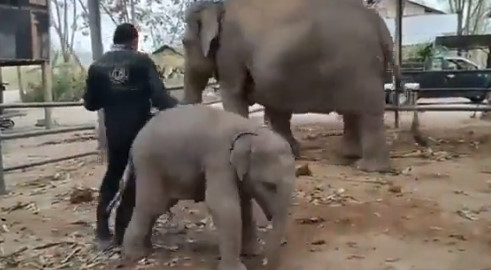 子ゾウ「もっと遊んでよ～」←カワイすぎる