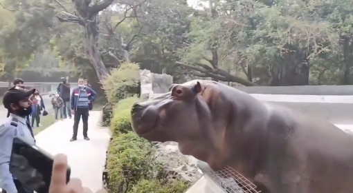 観客「あの男性カバに襲われるかも・・・・・・・」