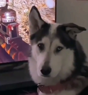 犬が飼い主にドン引きする映像（やめてよ…）