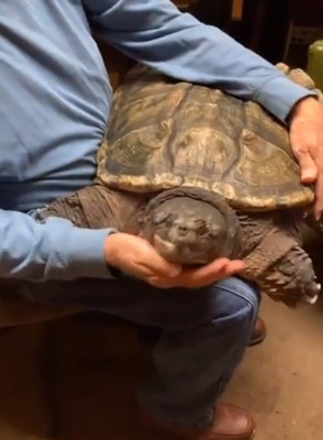投稿者「私のペットのスッポンを見て」ネット「それカメだよｗｗｗｗ」
