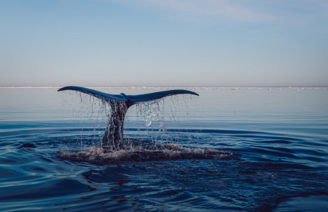「水中のクジラが怖い」← 分かる人いる？