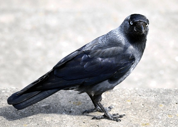 ワイ、カラスに狙われてるっぽいｗｗｗｗｗｗｗｗ