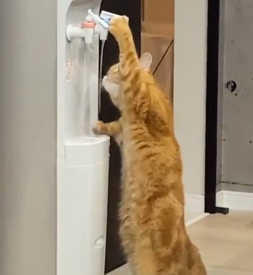 猫「のど渇いたからお水飲もうっと」ネット「なんて賢いんだ・・・」