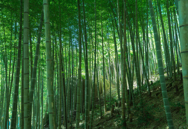 「竹」という何のために生えてくるのか不思議な植物