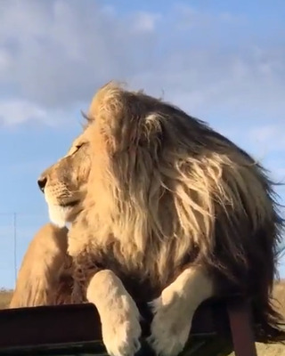 【百獣の王ライオン】これが王者の風格ですｗｗｗｗｗｗｗｗ