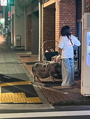 外国人「東京でブタを飼っている日本人の女の子を見てビックリしちゃった」