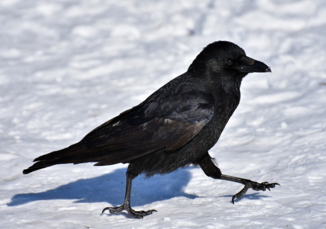 カラスって賢すぎない？