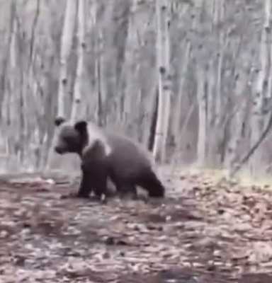 【外国人「なんだよあの子グマｗｗｗヤバイだろｗｗｗｗ」