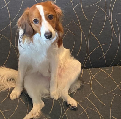 大谷翔平の愛犬、デコピンに癒される人たち