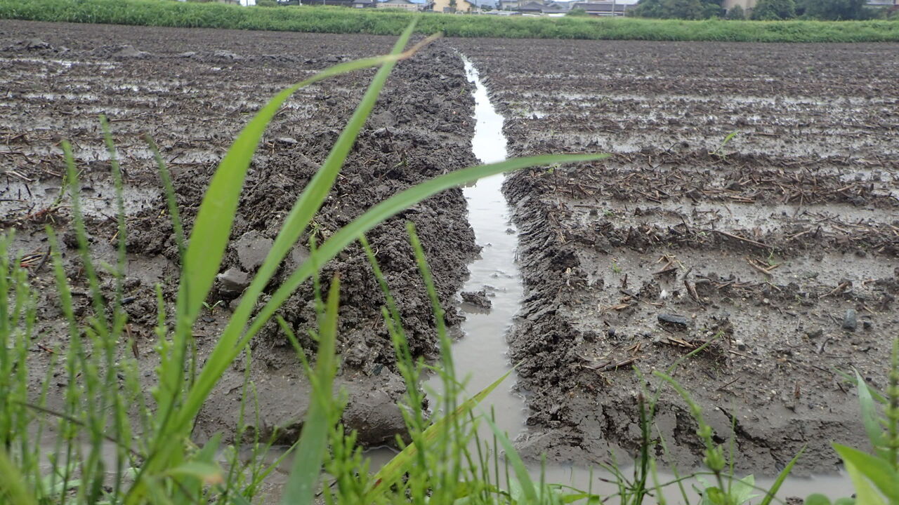 田舎のかえる 田舎のかえる
