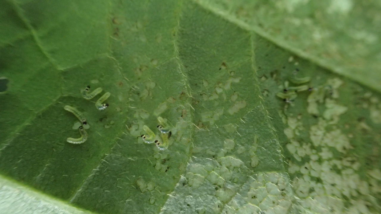 大豆畑のヨトウムシの天敵 田舎のかえる