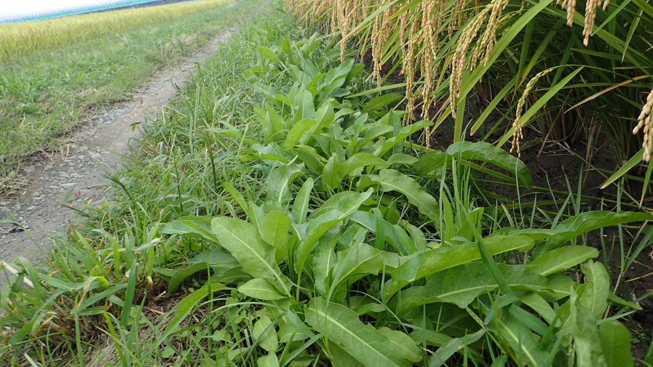 雑草 田舎のかえる