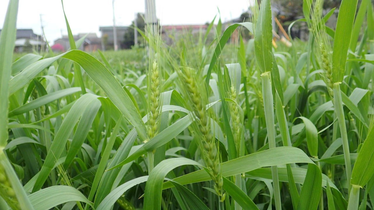 小麦栽培の今 田舎のかえる 小麦栽培の今 田舎のかえる