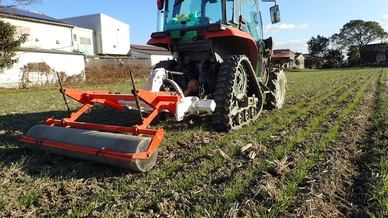 麦踏みと追肥作業 田舎のかえる
