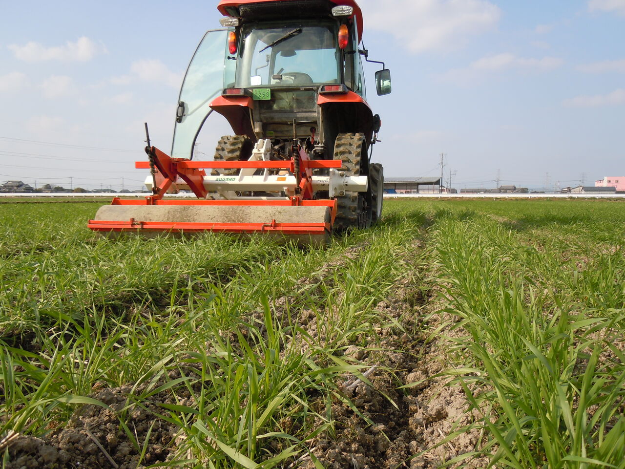 麦踏み 田舎のかえる