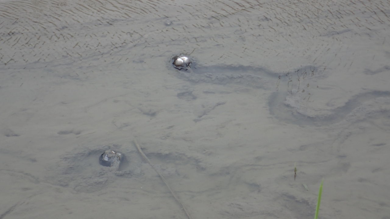 水路にドブガイほか生き物 田舎のかえる 水路にドブガイほか生き物 田舎のかえる