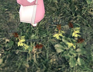 ホワイトハーブ