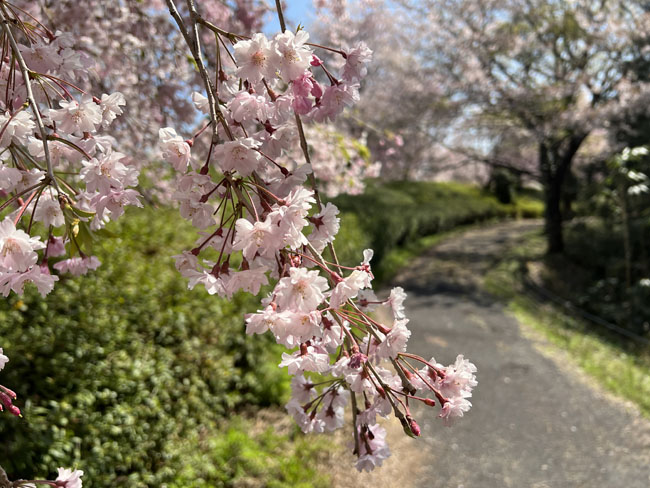 そのまんま公園のマクロしだれ桜