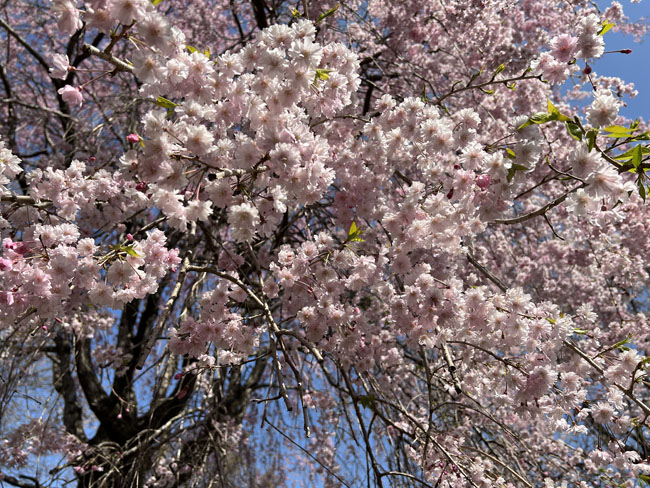 そのまんま公園見上げるしだれ桜