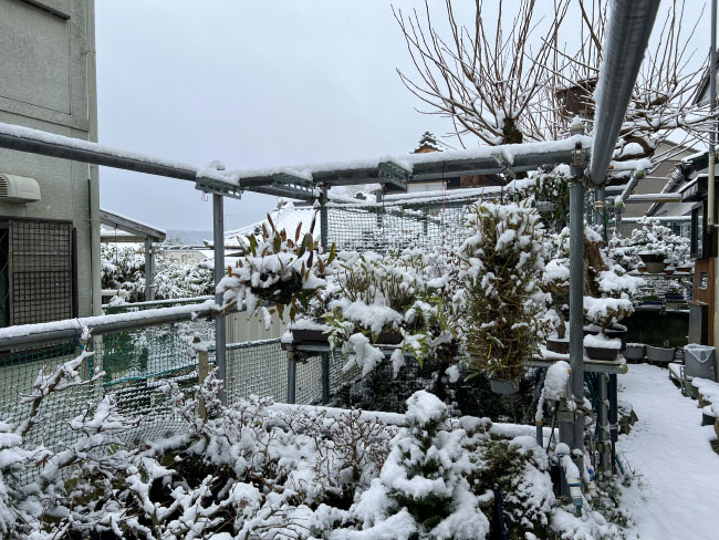 クリスマスもマビノギ