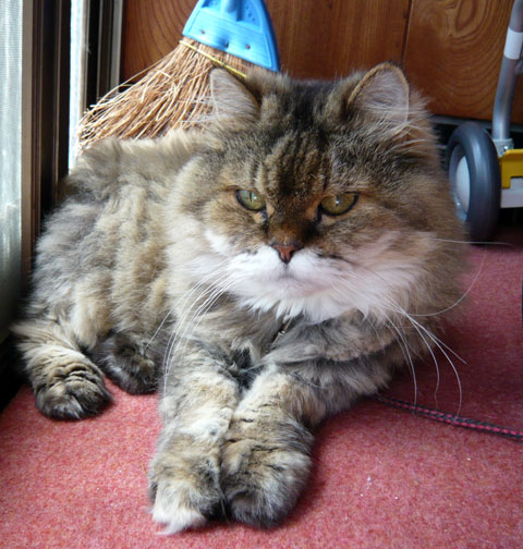 エルシノアネコ