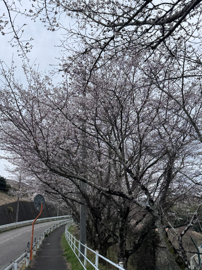 うんこ街道のちくら