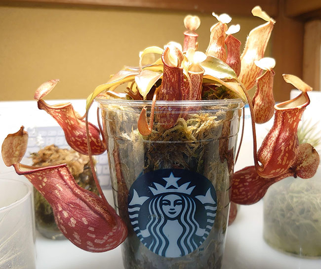 ウツボカズラｗｗ