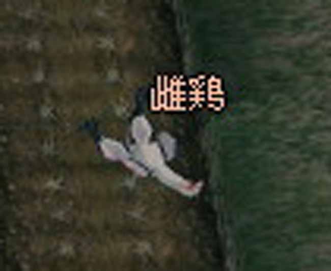 頭がある
