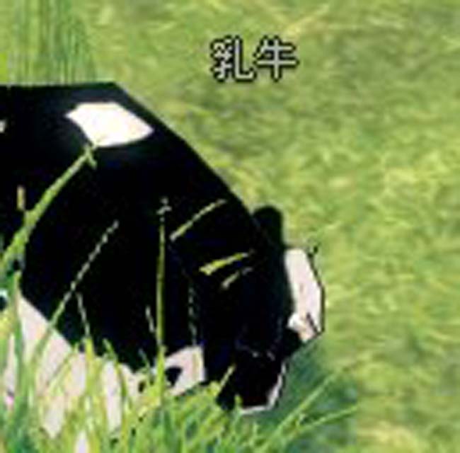 乳牛
