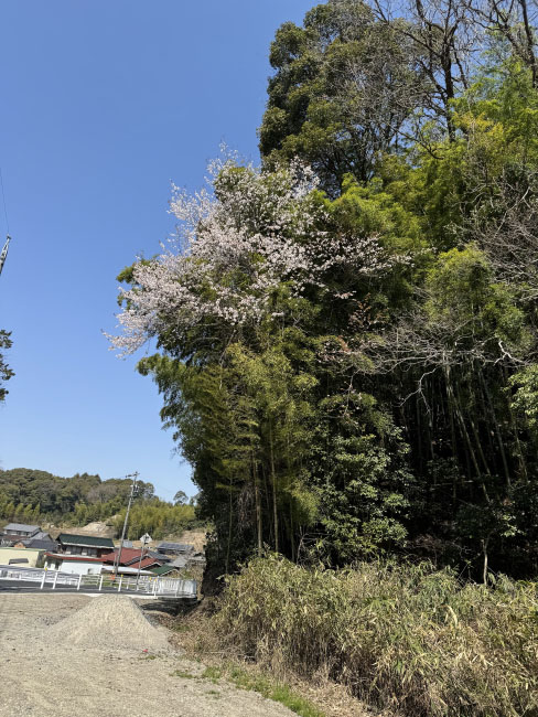 竹林に咲くちくら