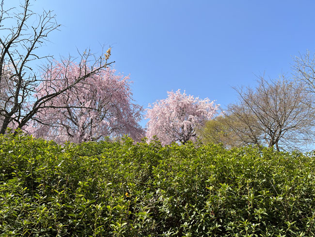そのまんま公園恋咲島見える