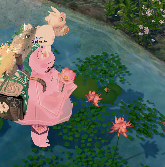 蓮の花ｗ
