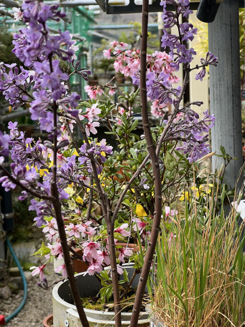 花見5