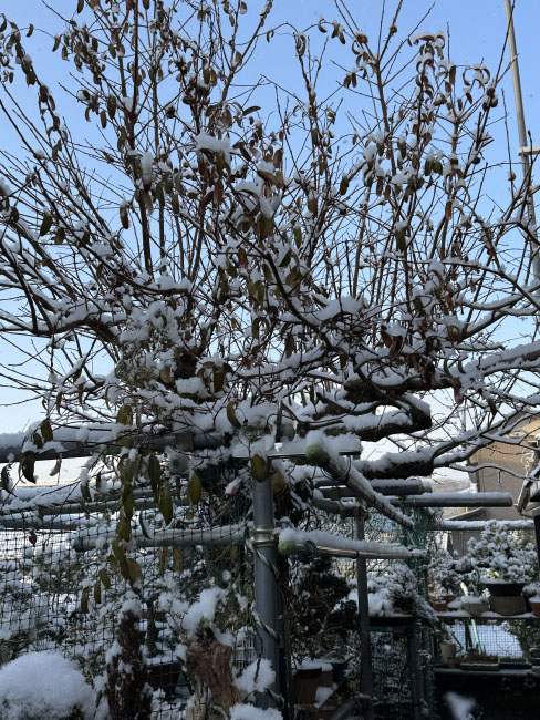 つもりもうした