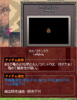 カメノコテントウ