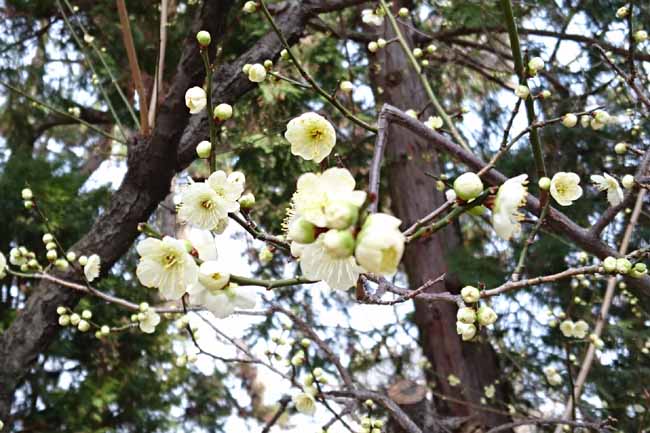 梅の花