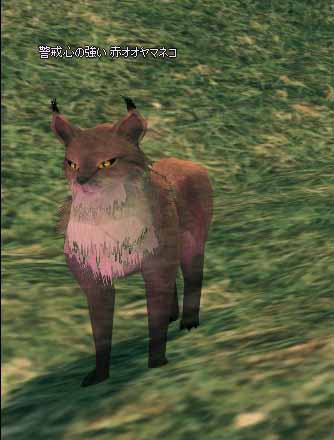 赤オオヤマネコ