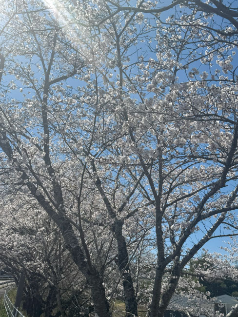ちくらが満開