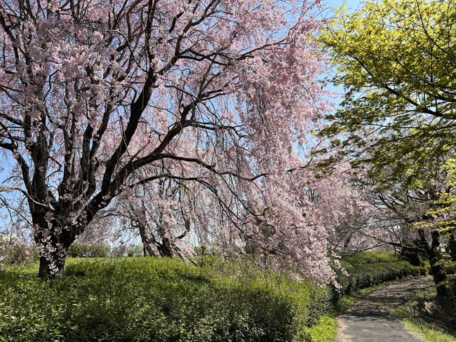 そのまんま公園のしだれ桜